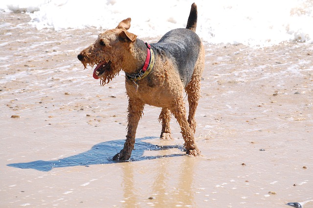 En airedale terrier på stranda. 