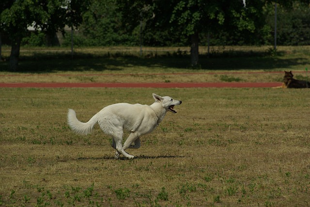 Hvit gjeterhund som løper