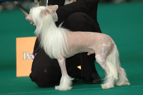 Chinese crested