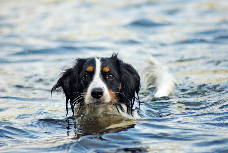 Kooikerhund som svømmer
