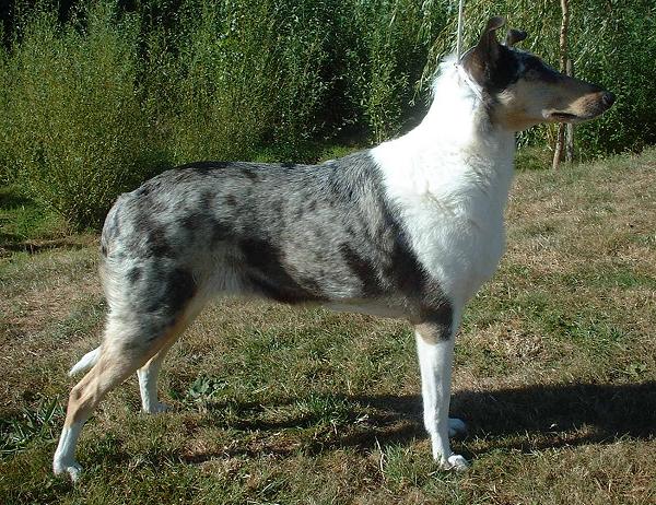 Raseprofil Korth ret Collie Dyreliv no