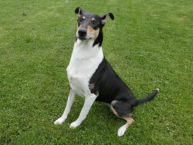 Raseprofil Korth ret Collie Dyreliv no