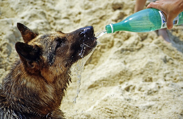 Schæferhund som drikker