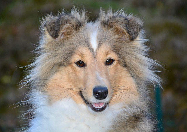 Shetland sheepdog portrertt