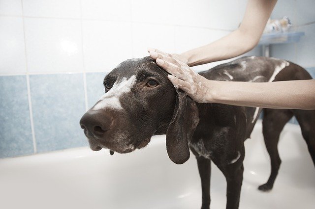En hund som bader og stelles