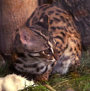 Leopardkatt