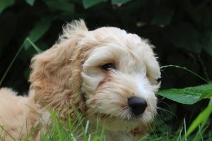 Raseprofil: Cockapoo - Dyreliv.no