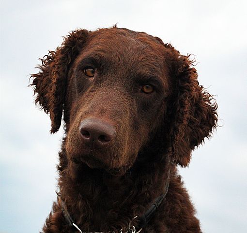 Raseprofil Curly Coated Retriever Dyreliv no Raseprofil Curly Coated Retriever Dyreliv no