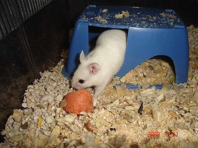 Kinesisk hamster