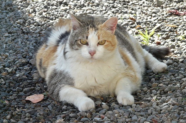 Overvektig katt