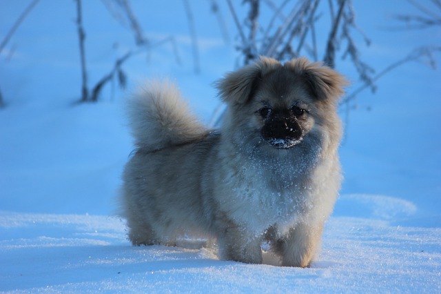 Hund Som Kj ledyr Alt Du M Vite Om Ha Hund Dyreliv no Hund Som Kj ledyr Alt Du M Vite Om Ha Hund Dyreliv no