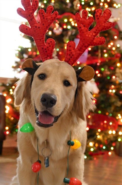 Hund foran juletreet