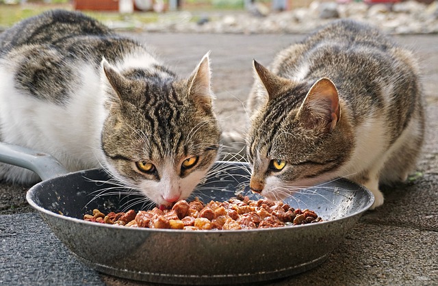 Katter som spiser