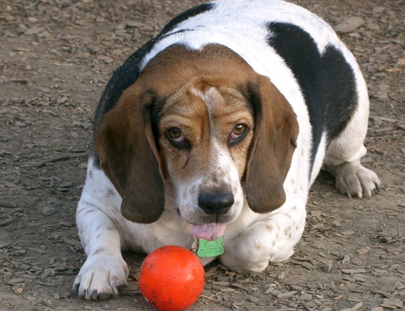 Overvektig beagle