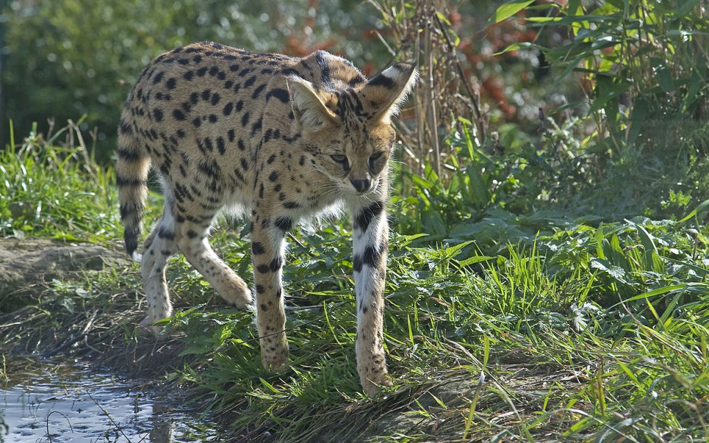 En serval. Disse ville kattedyrene har vært brukt for å utvikle katterasen savannah. Foto: ErRu / CC BY-SA 3.0.