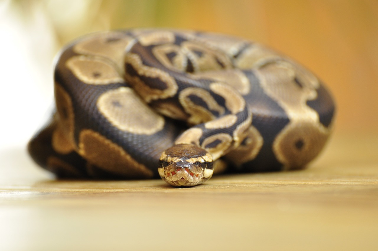 Konge Python Artsprofil: Kongepyton - Dyreliv.no