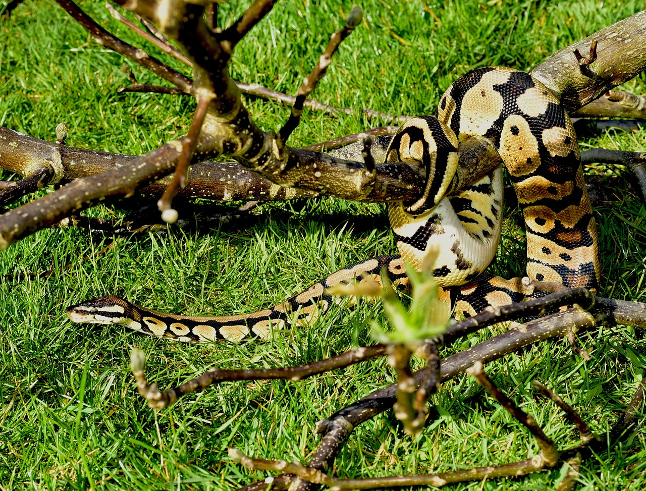 Konge Python Artsprofil: Kongepyton - Dyreliv.no